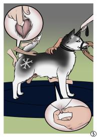The Dog Show #5